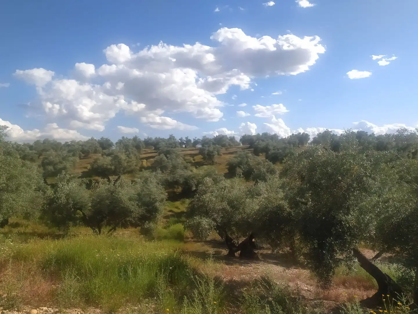 Terreni e lotti in vendita a Villanueva de la Reina, imagen 3