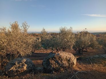 Terreno rustico in vendita a Villanueva de la Vera