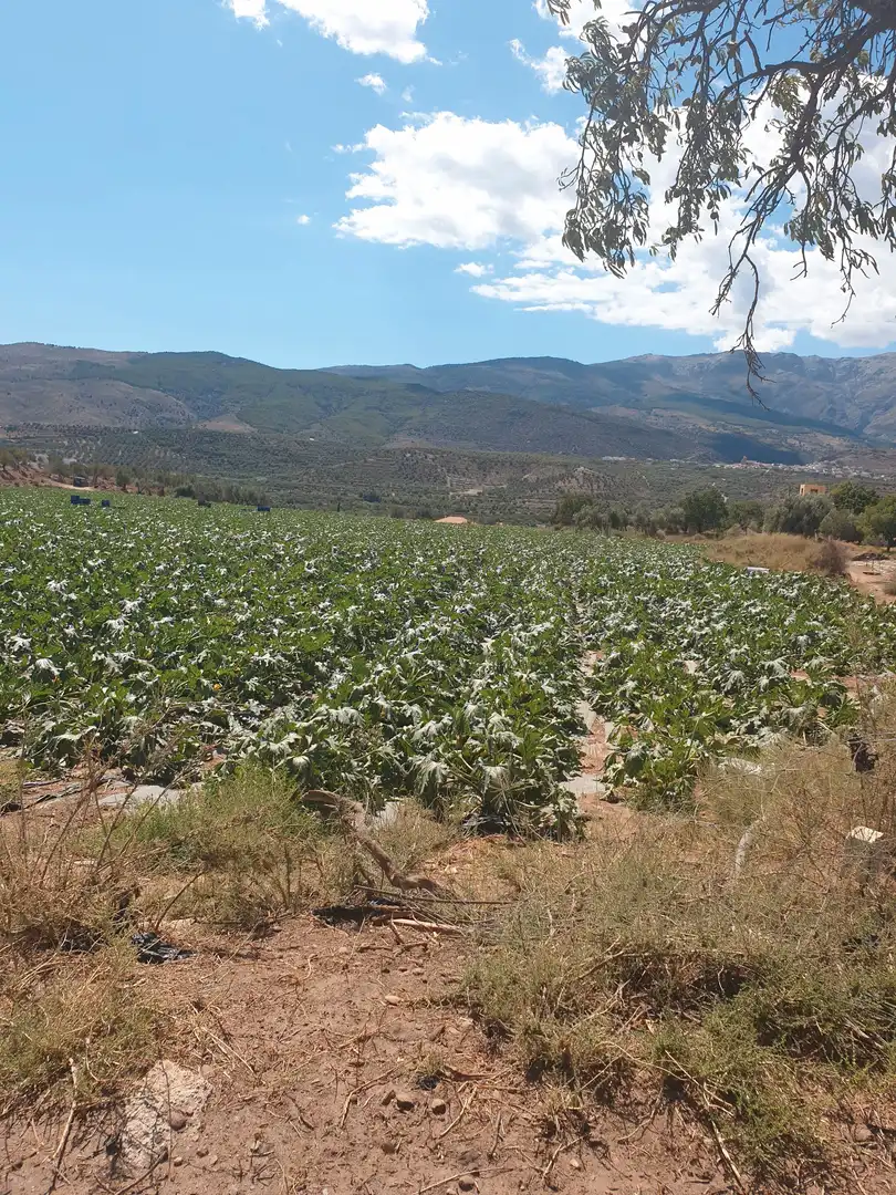 Terrenys i solars en venda a Abla