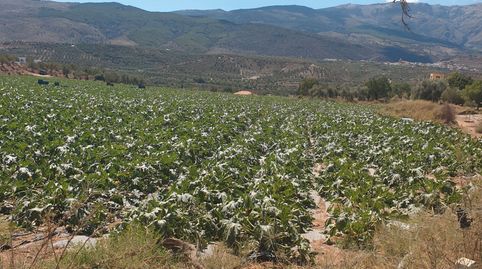 VENTA DE 3 HECTAREAS TIERRA DE CULTIVO EN ABRUCENA. ALMERIA