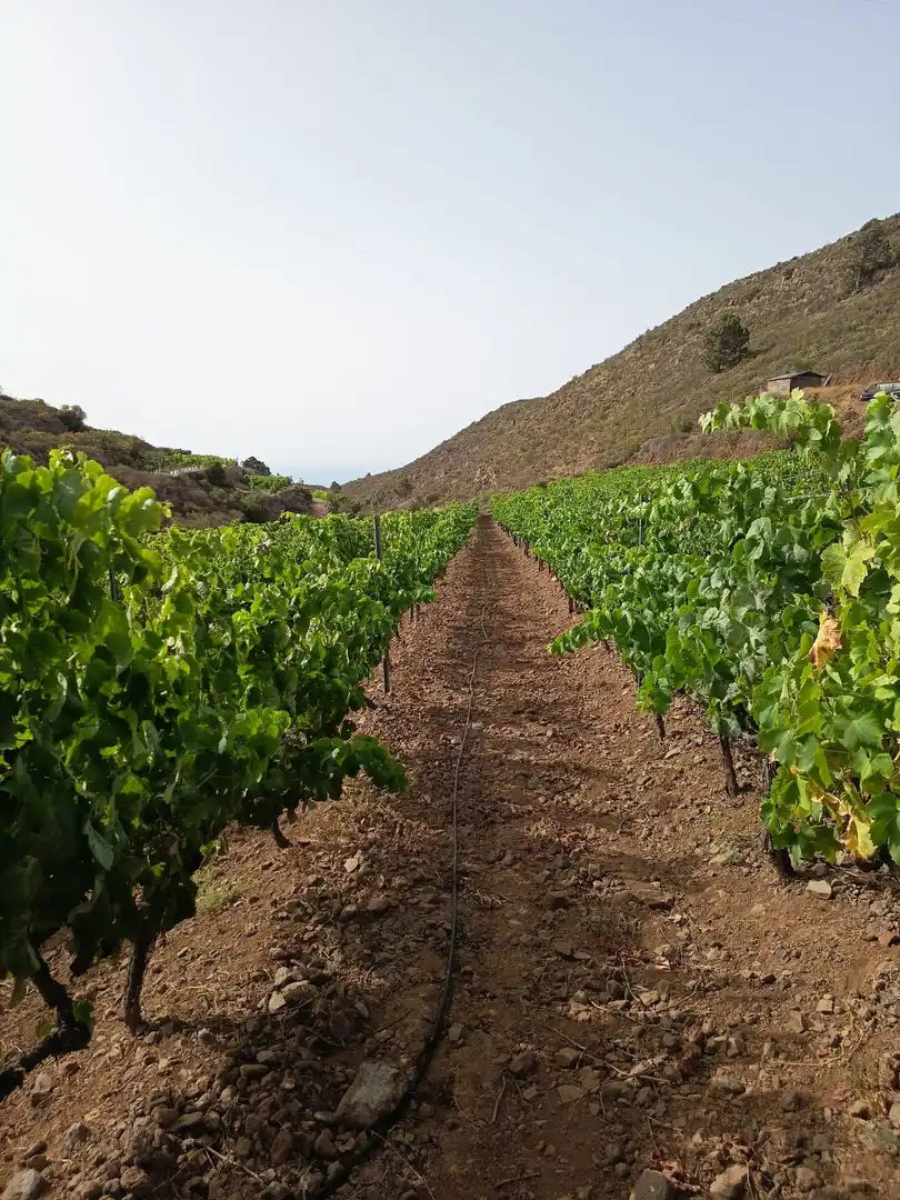 Terreno rustico in vendita a Arico, imagen 9