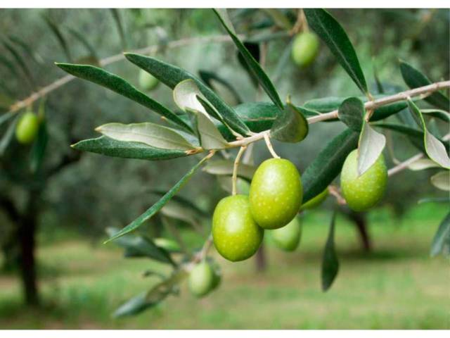 Terreno en Venta en Castro del Río