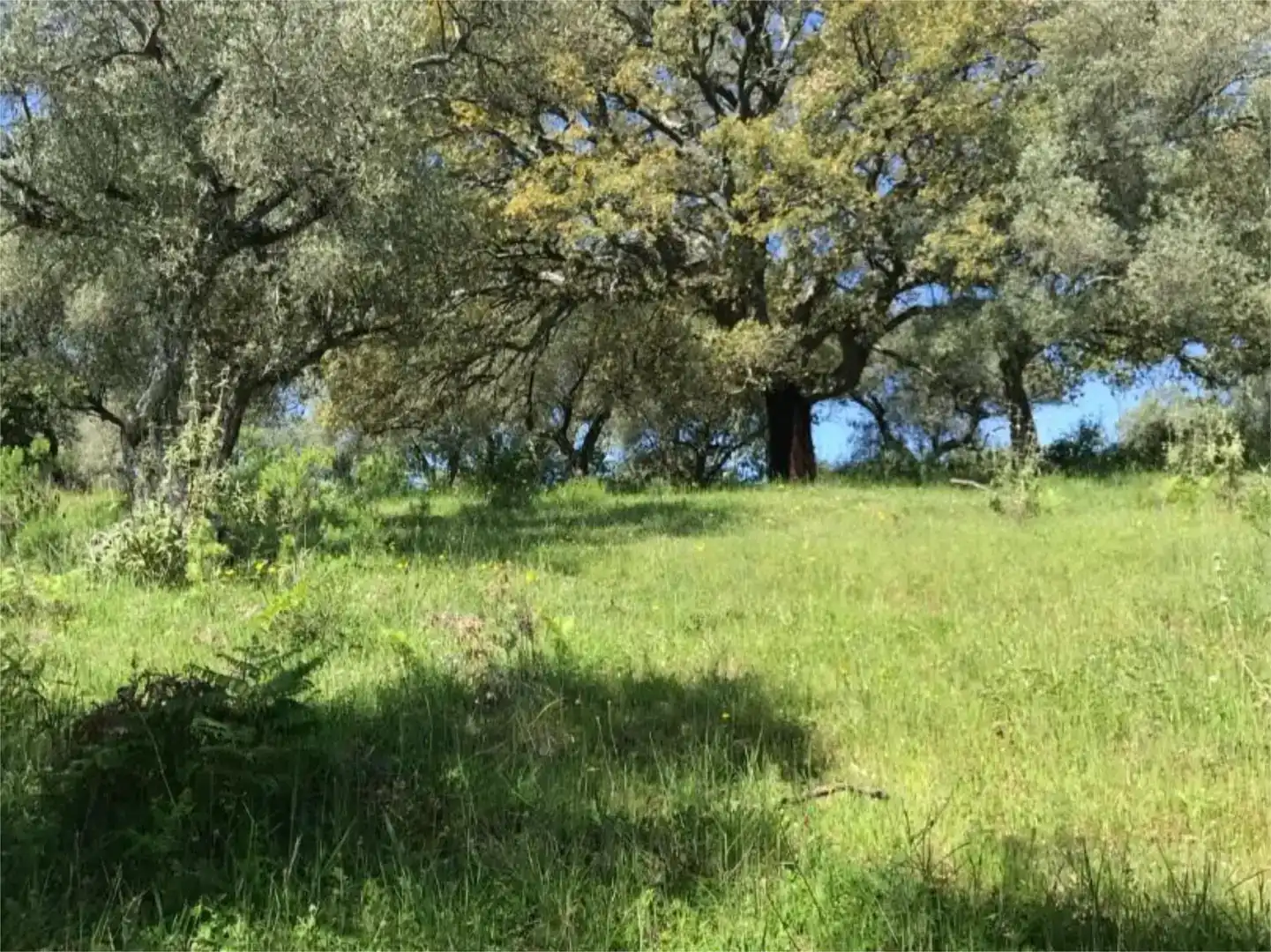 Terreno en venta en Calera de León