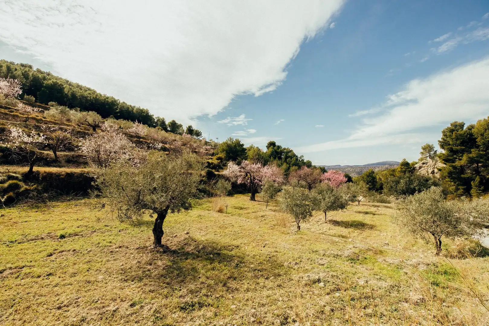 Finca rústica en venda en Torremanzanas / La Torre de les Maçanes amb Jardí privat, Terrassa i Traster