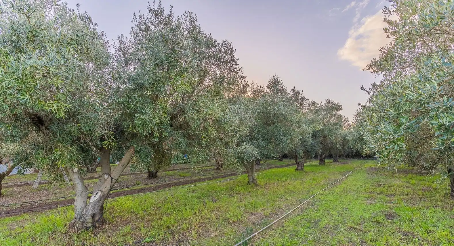 Houses for sale in Villanueva Golf