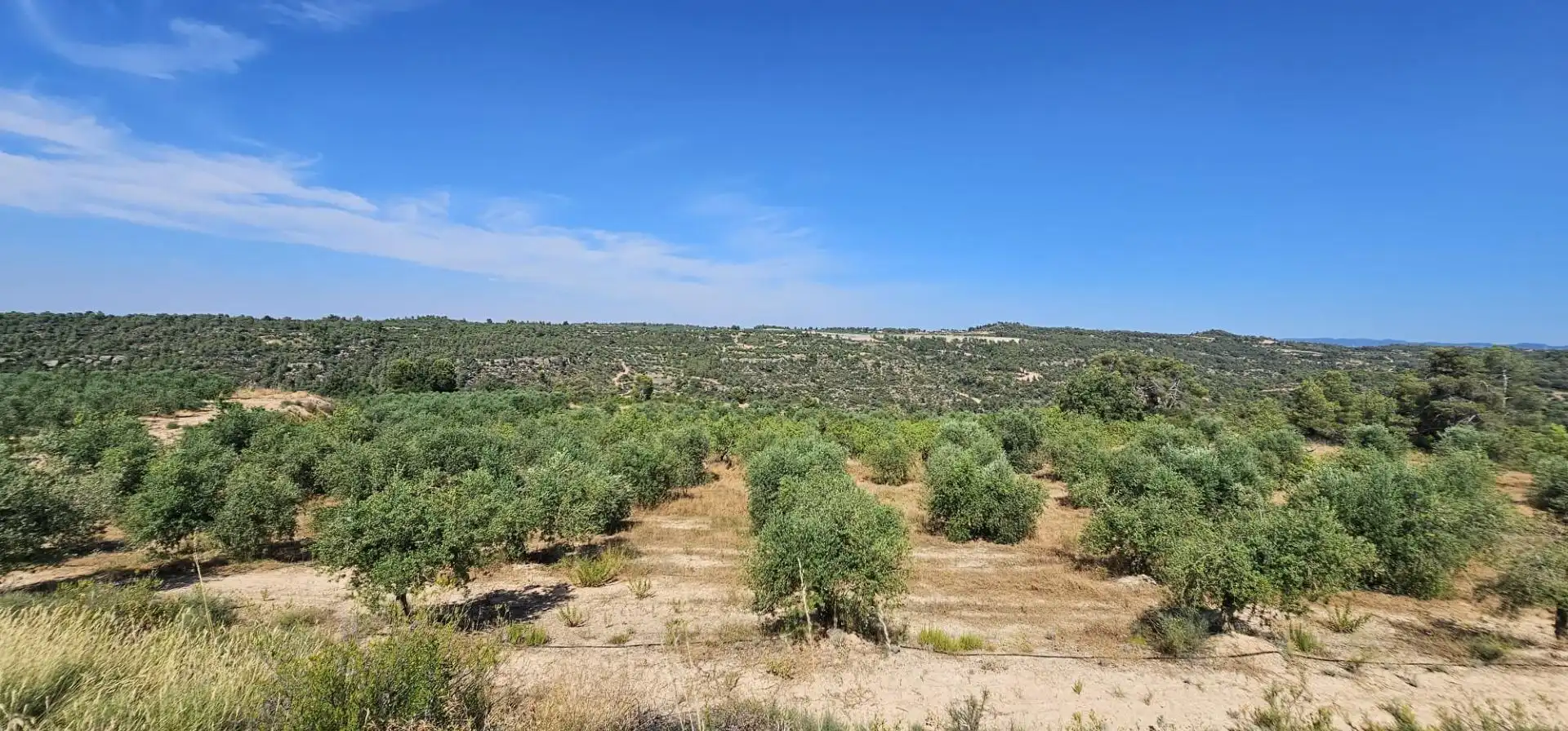 Terreno en venta en Juncosa