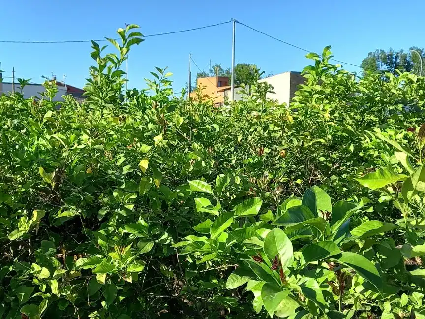 Residencial en venta en  Murcia Capital