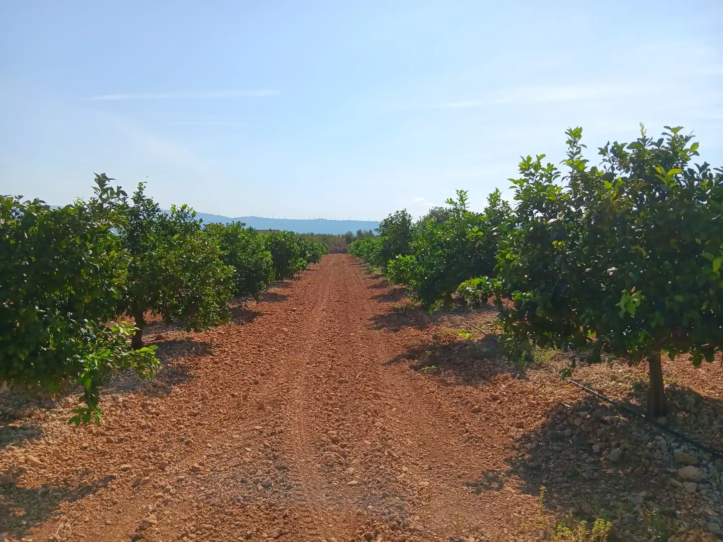 Lands and plots for sale in Roquetes, imagen 31