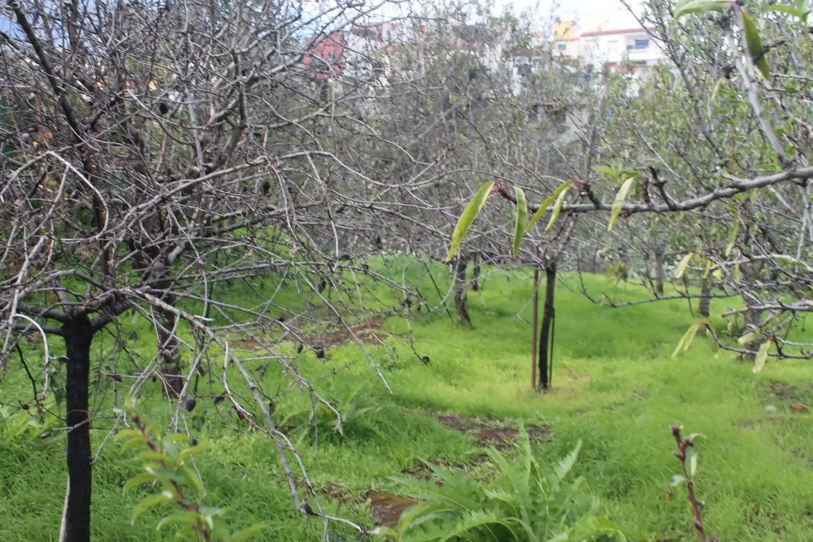 Terreny rústic en venda a Valsequillo de Gran Canaria, imagen 10