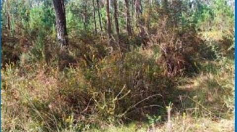 Photo 2 of Land for sale in Oleiros, Ribeira