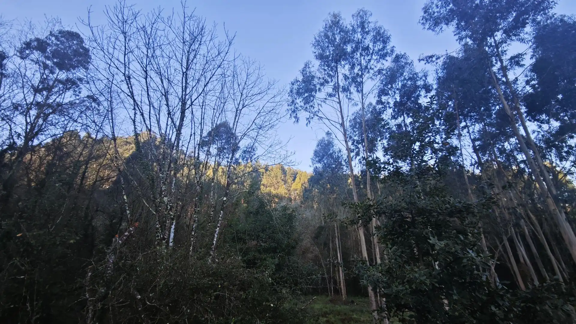 Terreno rustico in vendita a Pría - Nueva-Hontoria - Naves, imagen 24