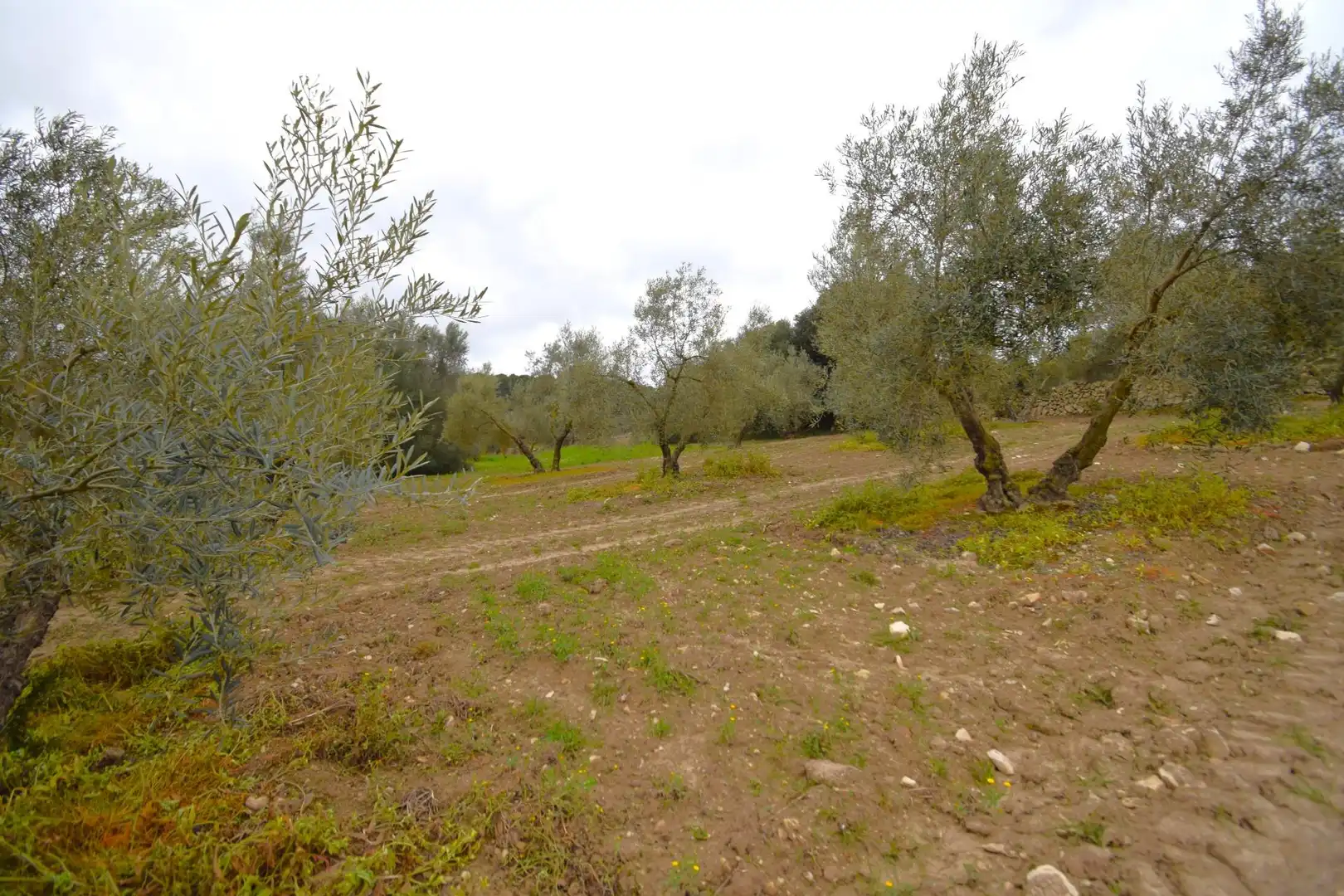 Rural land for sale in Llubí, imagen 7
