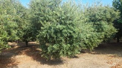 Foto 4 de Finca rústica en venda a La Masó, Tarragona
