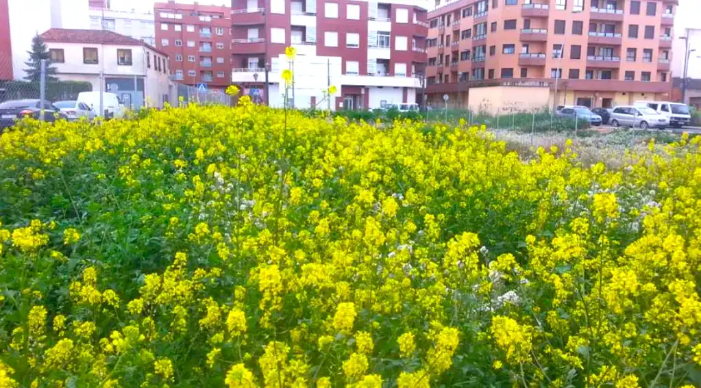 Terreny residencial en venda a Calle Jacinto Benavente, imagen 2