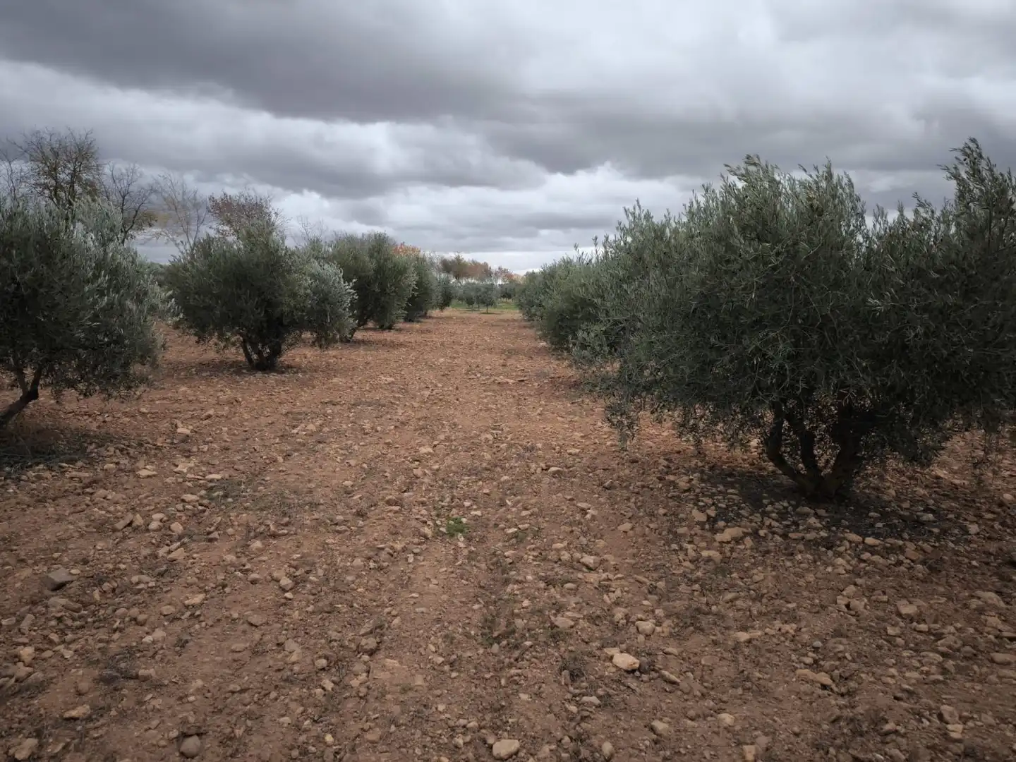 Casa rústica en venda a Valdepeñas, imagen 15