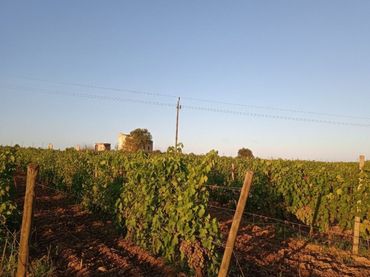 Terrenos y solares en venta en Santa Margalida Poble