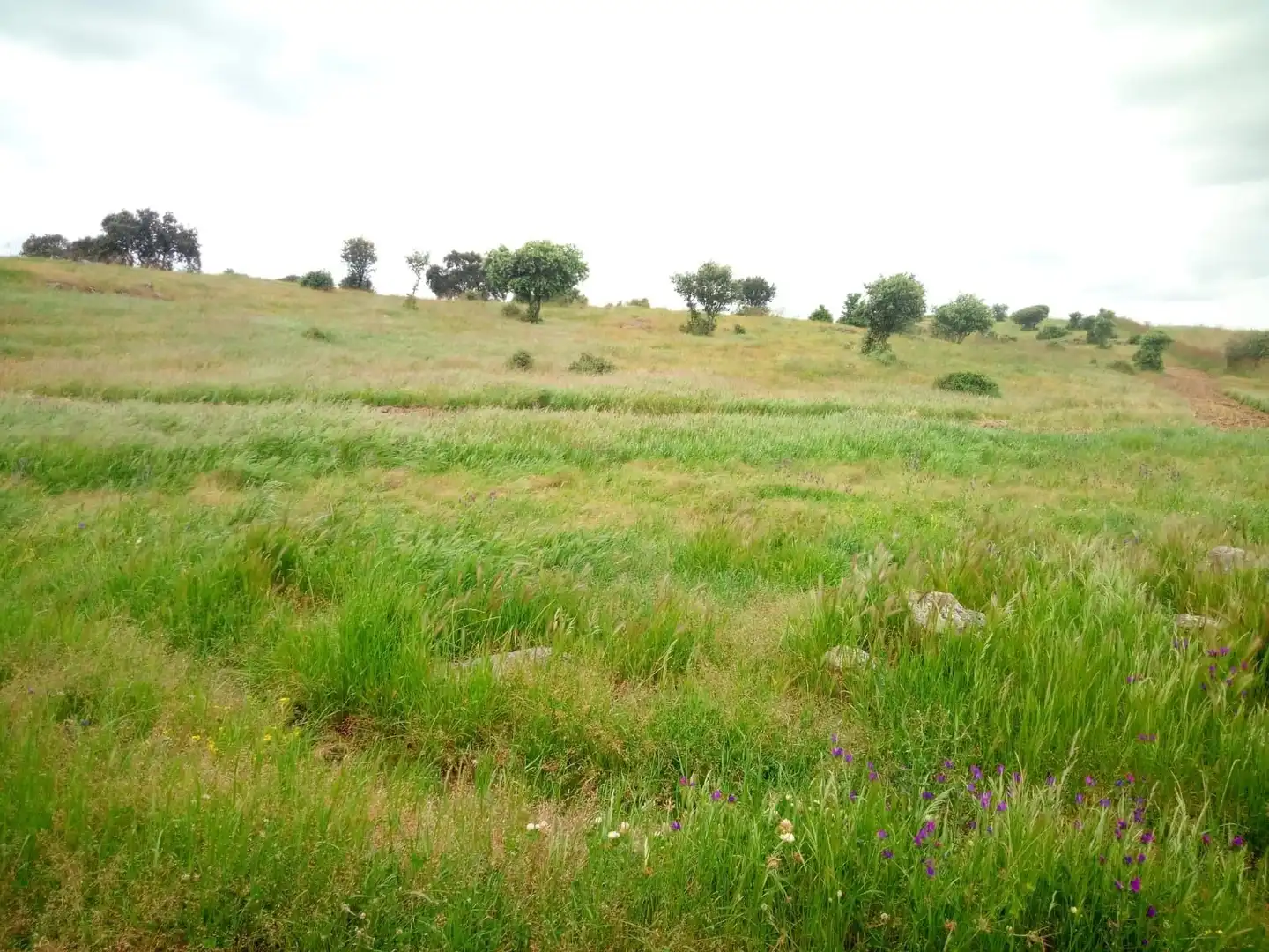 Terreni e lotti in vendita a Oropesa, imagen 13