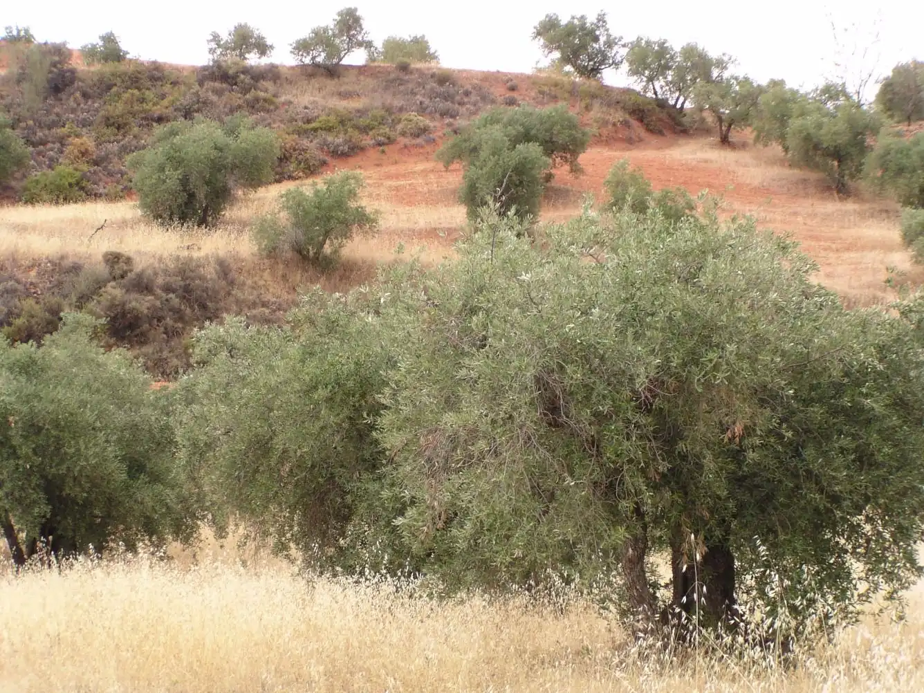 Terreno en venta en Paseo Peńon de la Mata, Cogollos de la Vega