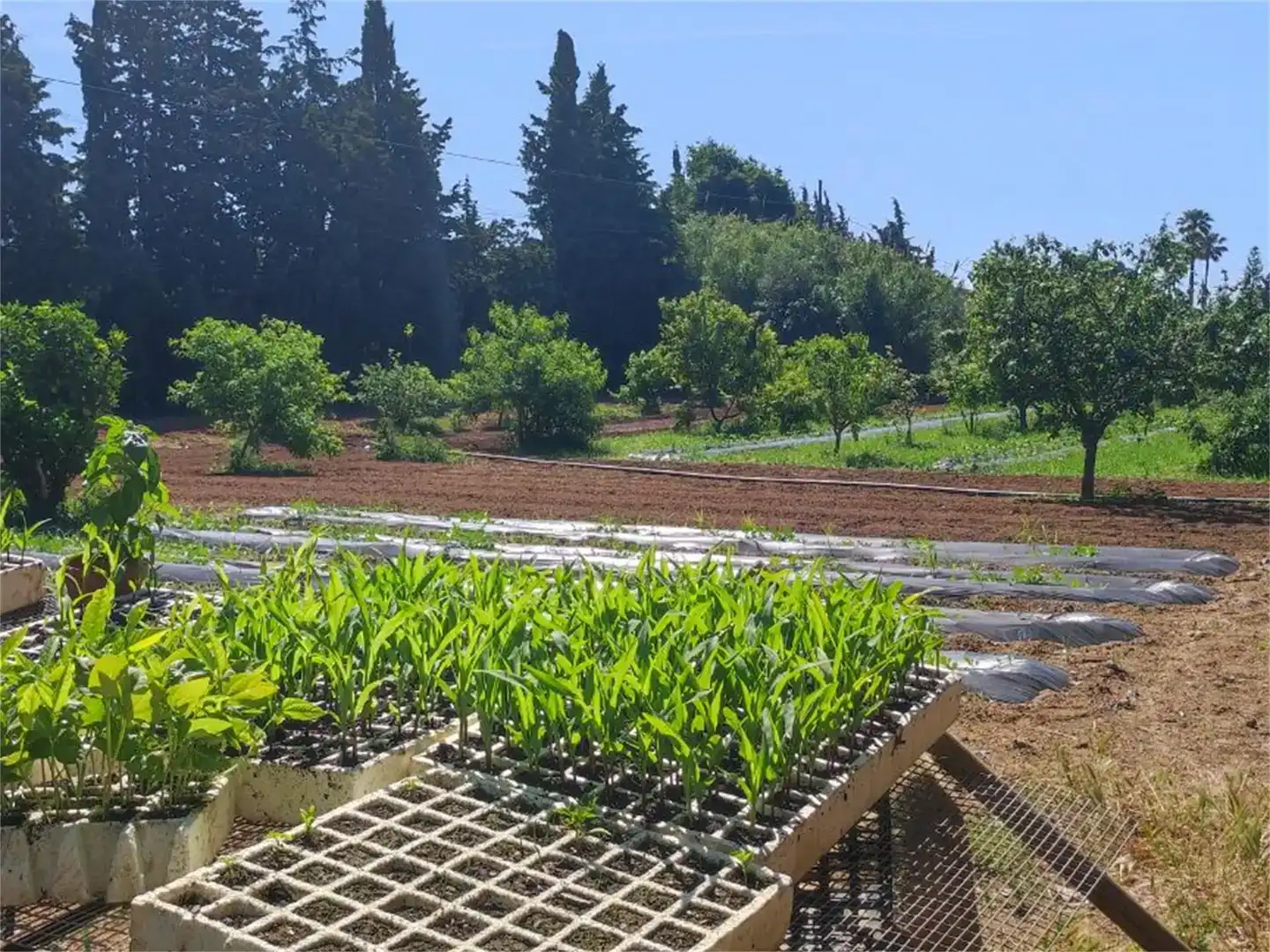 Jardí de Finca rústica en venda en Riudoms