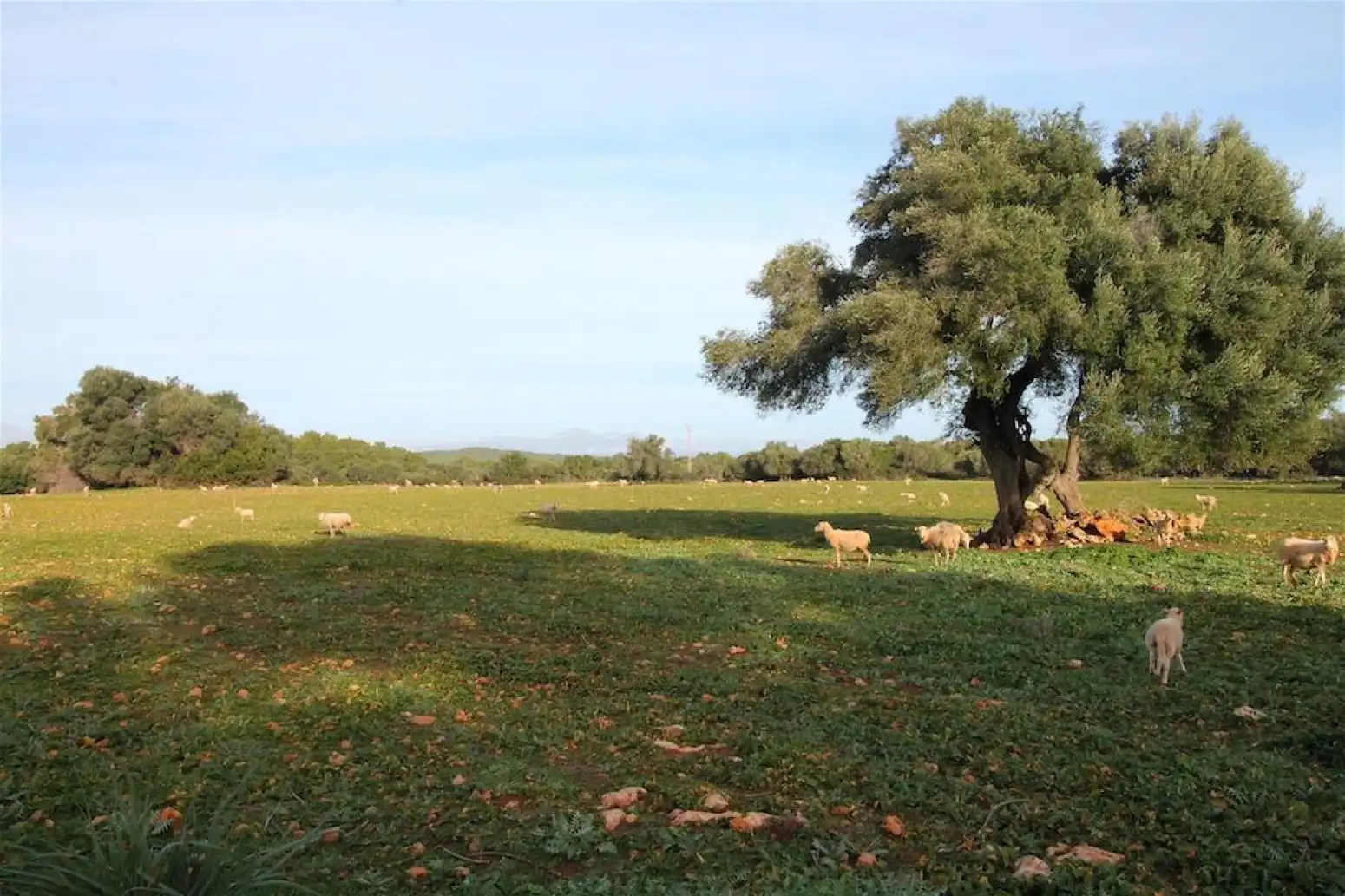 Inmuebles singulares en venta en Artà - Carrer dArgentina, imagen 9