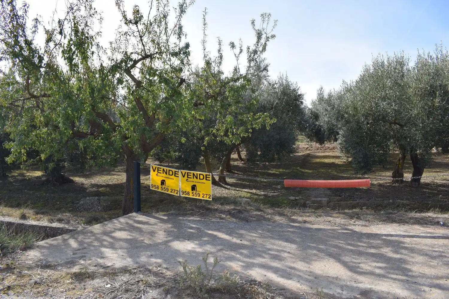 Terreno rustico in vendita a LOS MOLINOS, imagen 5