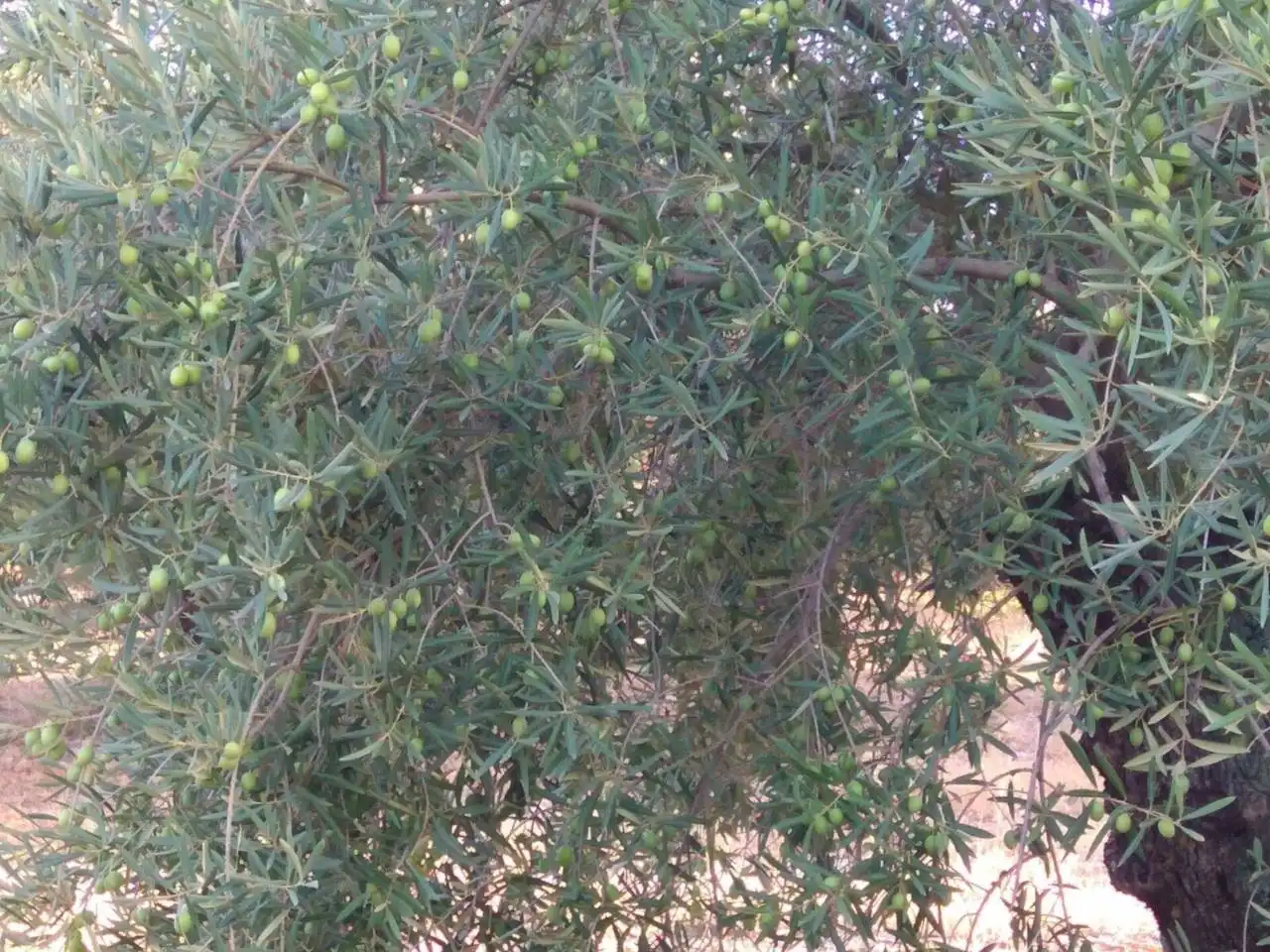 Rustikales Grundstück zum Verkauf in Calle BAENA, imagen 3
