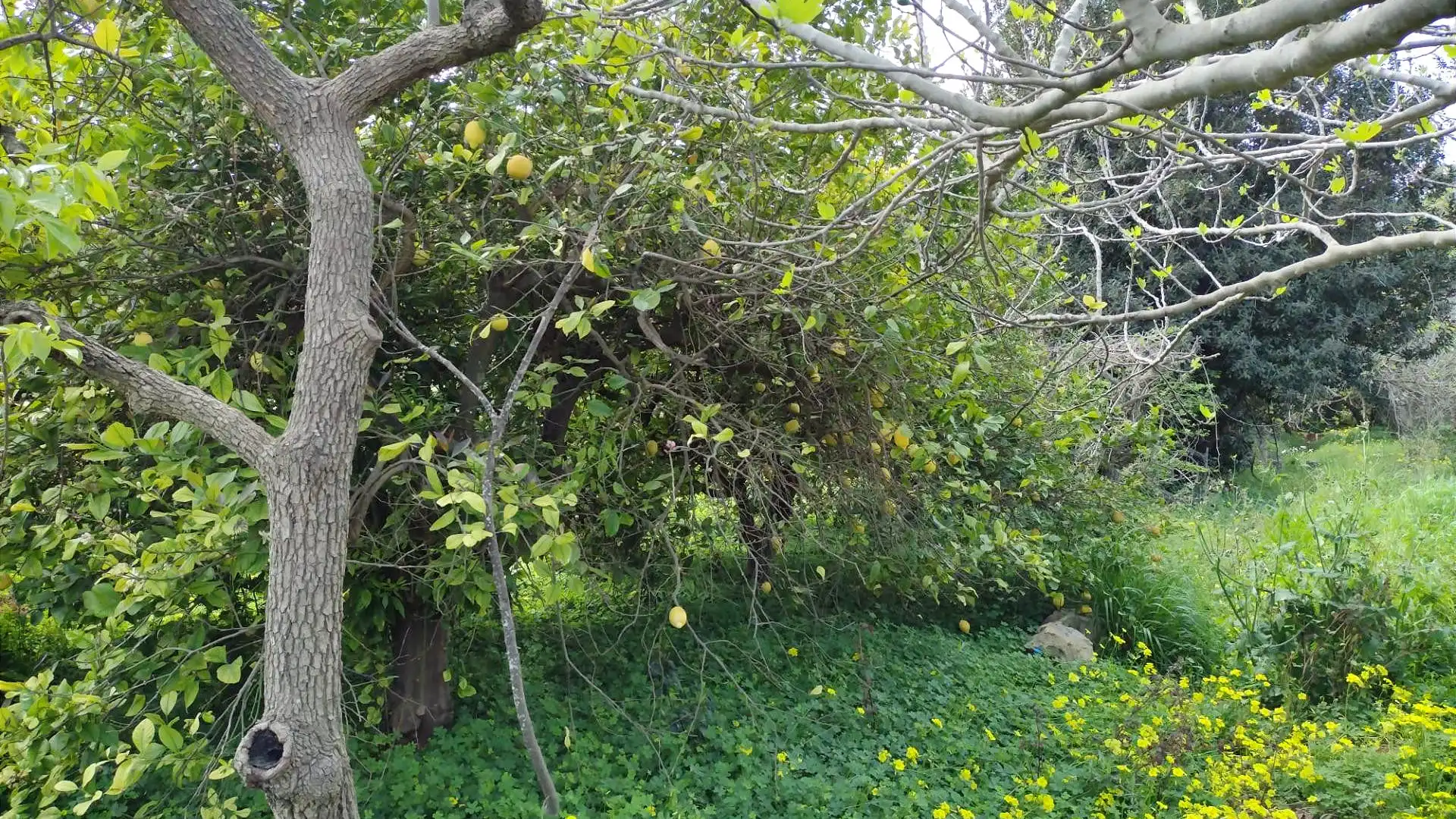 Country homes for sale in  Murcia Capital