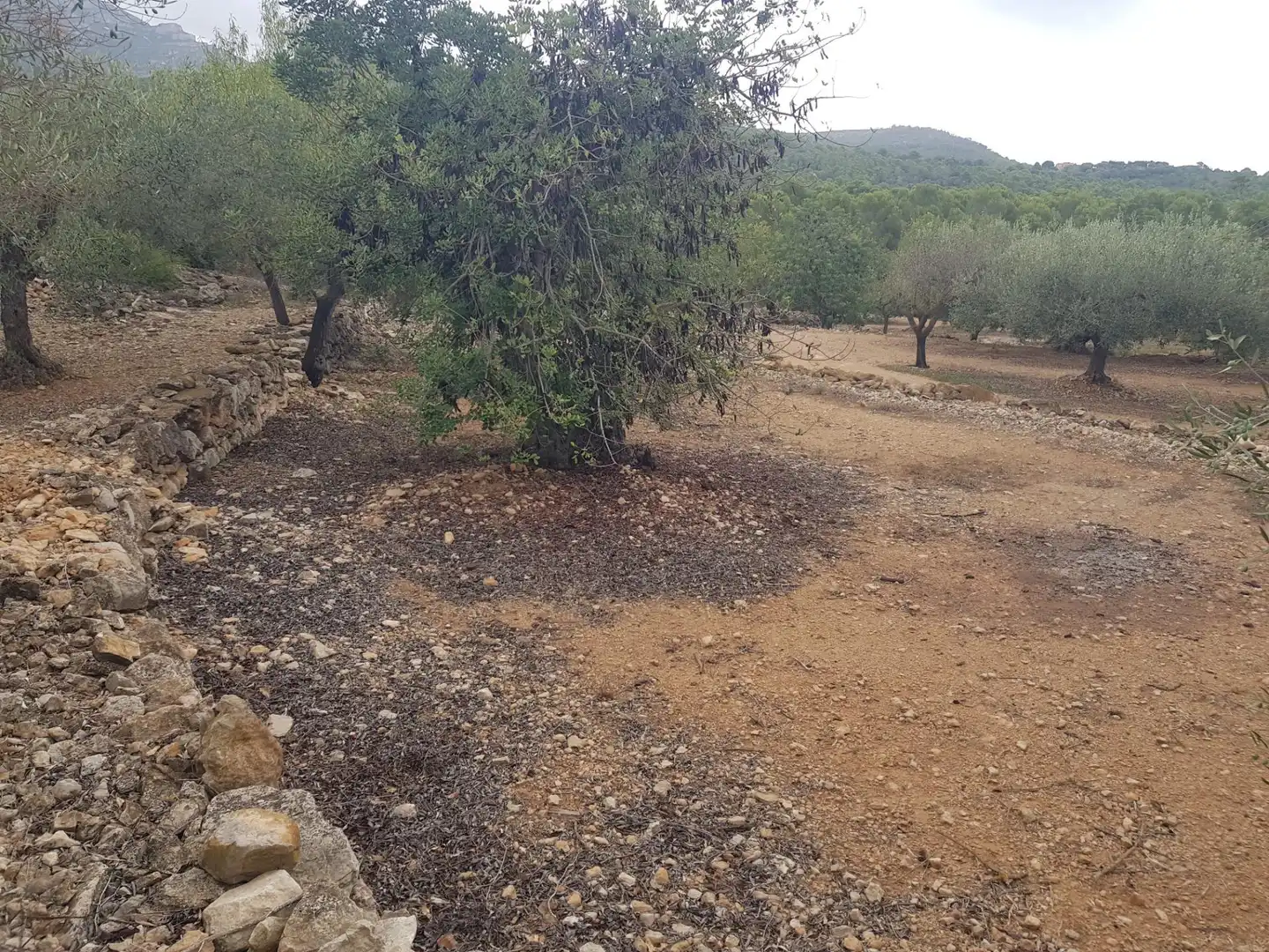 Rural land for sale in Alcanar, imagen 3