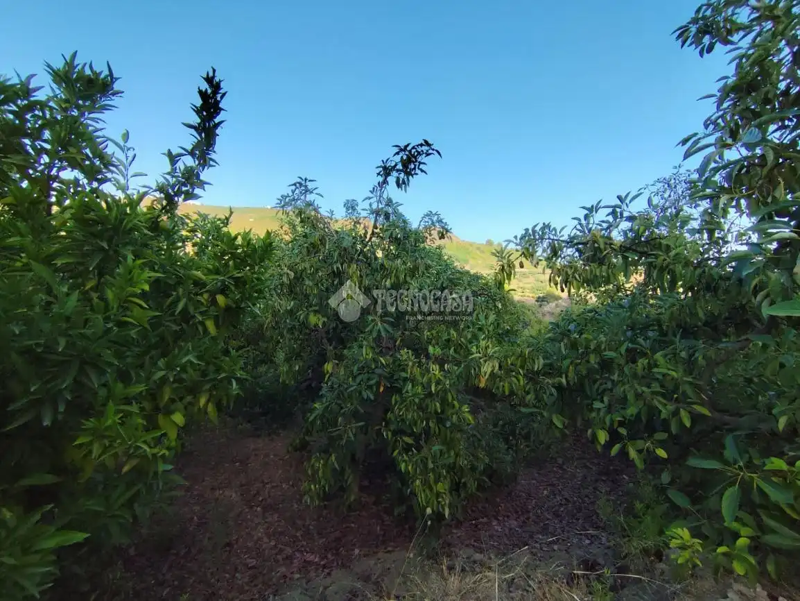 Terreno rustico in vendita a Los Guájares, imagen 5
