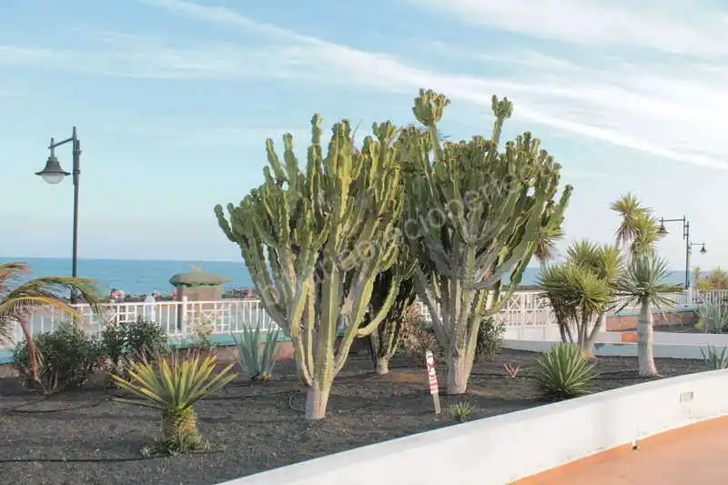 Jardín de Apartamento en venta en Tías con Aire acondicionado, Terraza y Amueblado