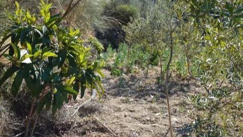 Photo 4 of Land for sale in Diseminado R37, 1, El Cortijuelo, Málaga Capital