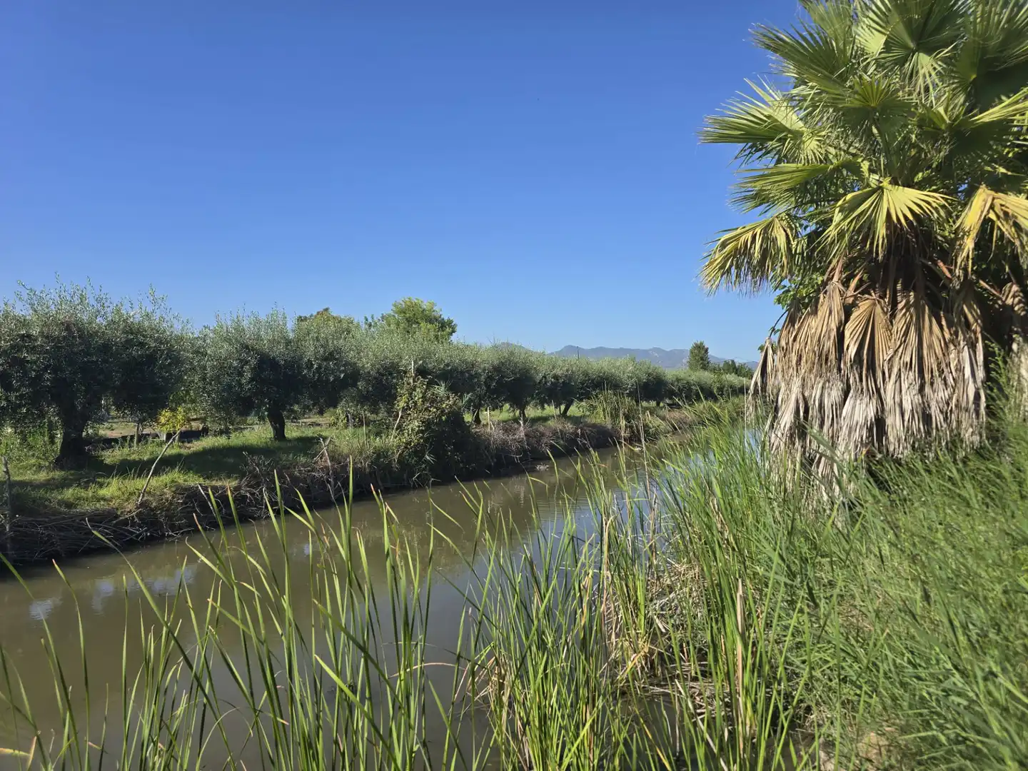 Terreny rústic en venda a Camí la Fileta 2, imagen 16
