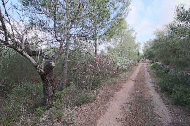Terreno en Venta en Llubí