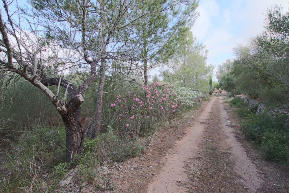 Land for sale in Llubí