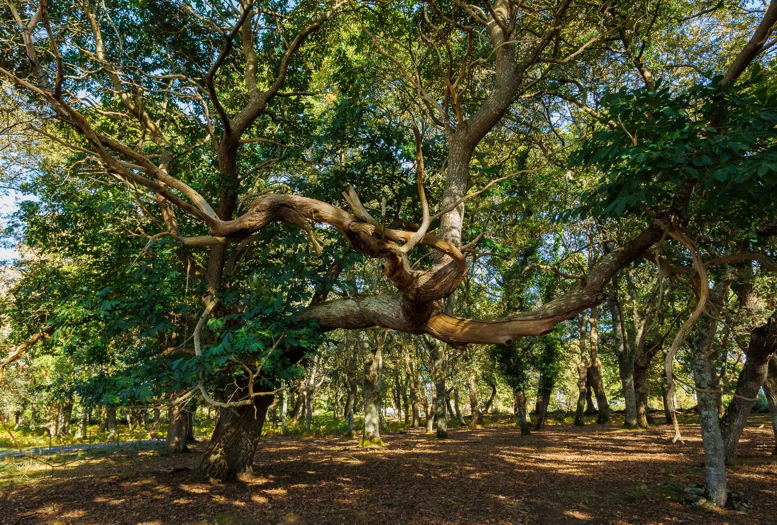 Jardín de Finca rústica en venta en Outeiro de Rei