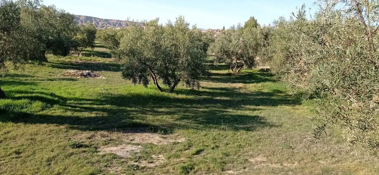 Grundstücke zum Verkauf in Marchal
