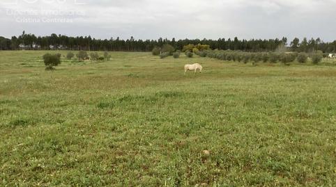 Foto 5 de Finca rústica en venda a Almonte ciudad, Huelva