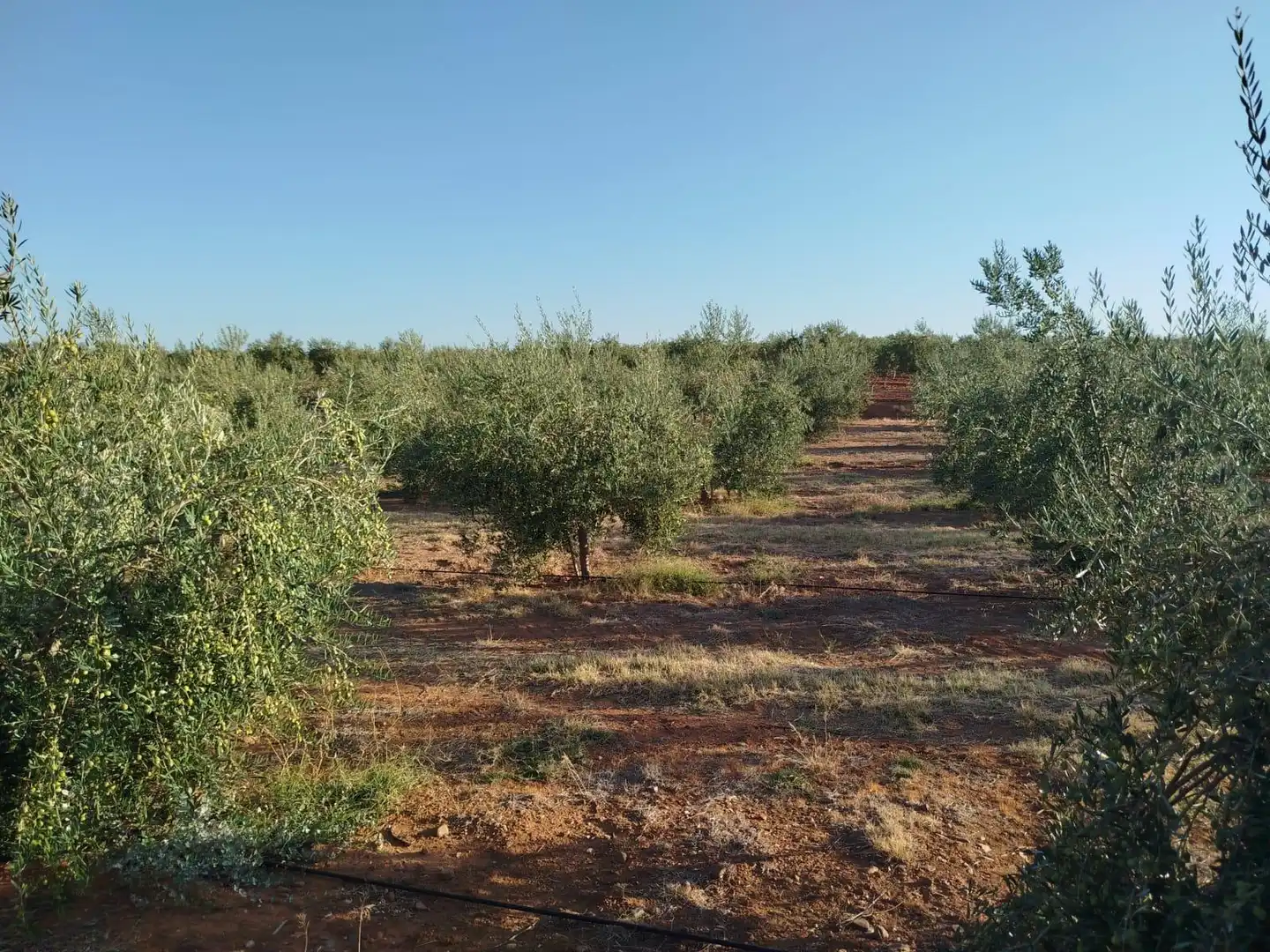 Terreno rustico in vendita a Oeste, imagen 4
