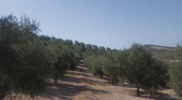 Terreno en Venta en Quesada