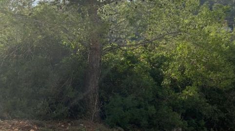 TERRENO AGRICOLA, immagine 3