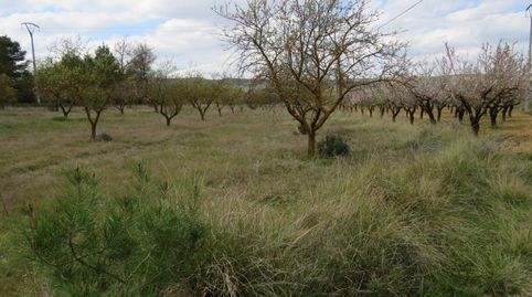 CONJUNTO DE PARCELAS A LA VENTA EN BOCAIRENT, immagine 2