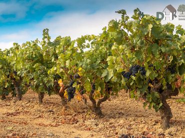 Terrenys i solars en venda a Miguelturra