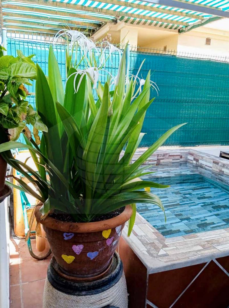 Garden of House or chalet for sale in Cártama  with Terrace, Swimming Pool and Balcony