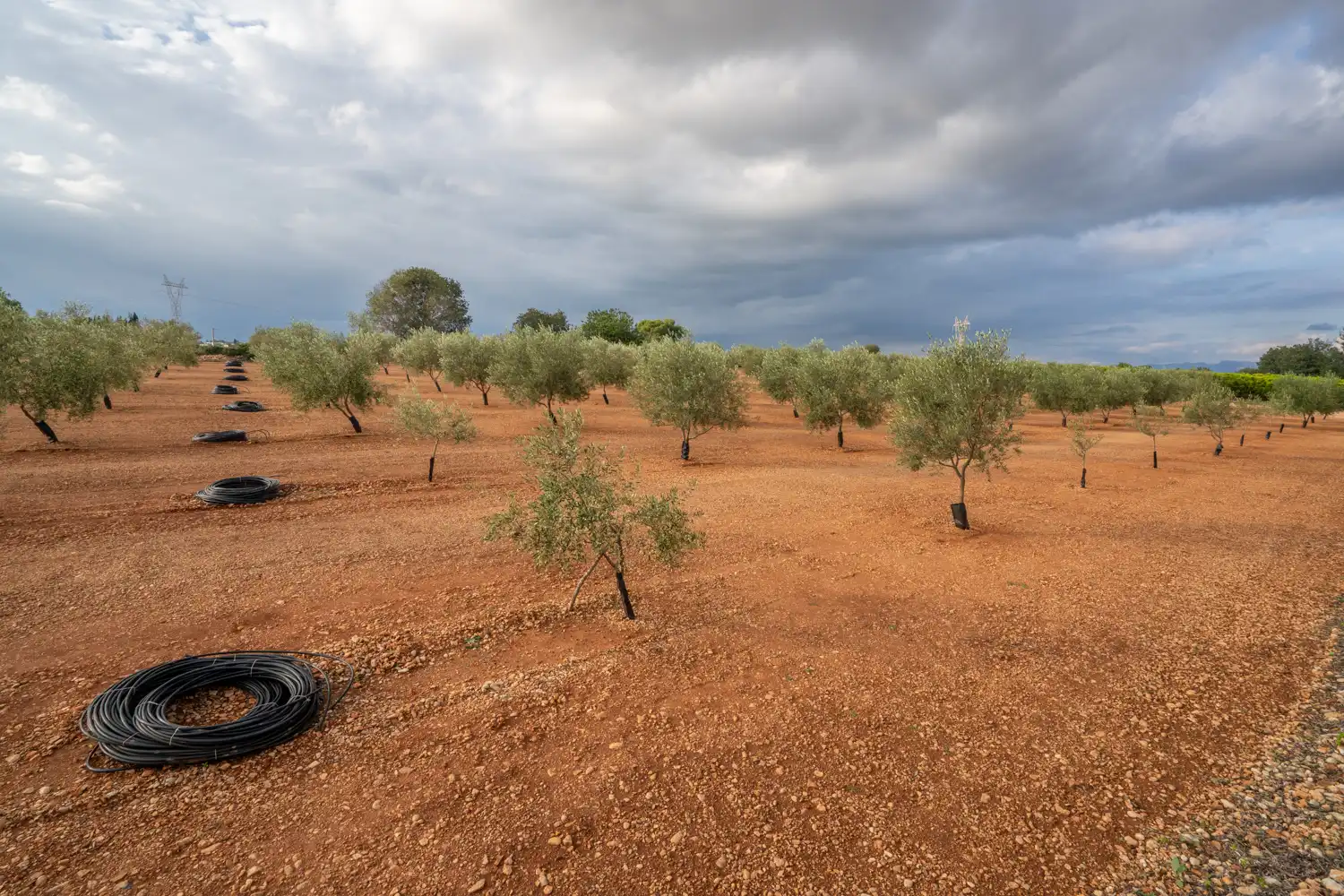 Rural land for sale in T-331 12, imagen 6