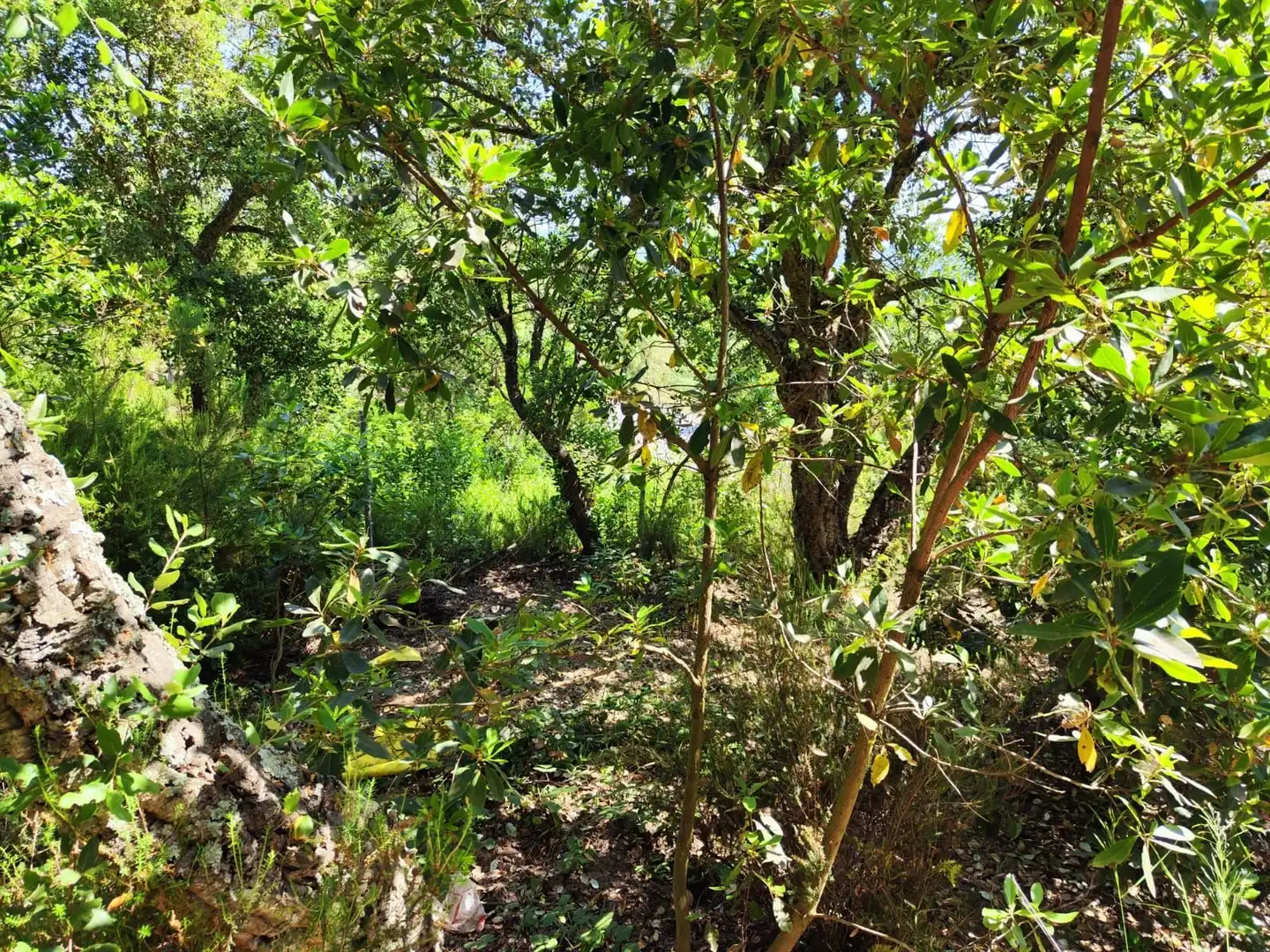 Lands and plots for sale in Llagostera, imagen 5