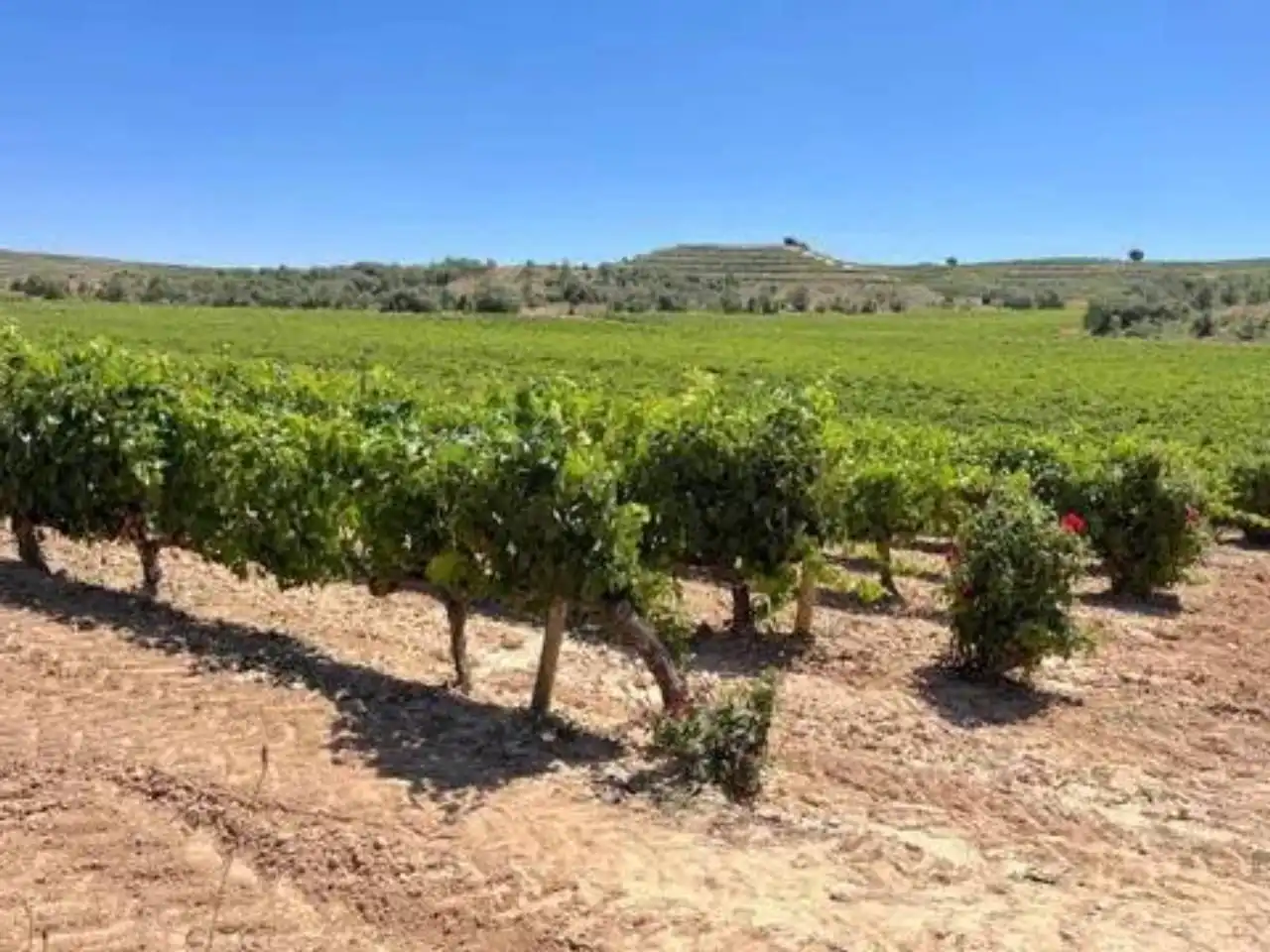 Exterior view of Houses for sale in Aranda de Duero