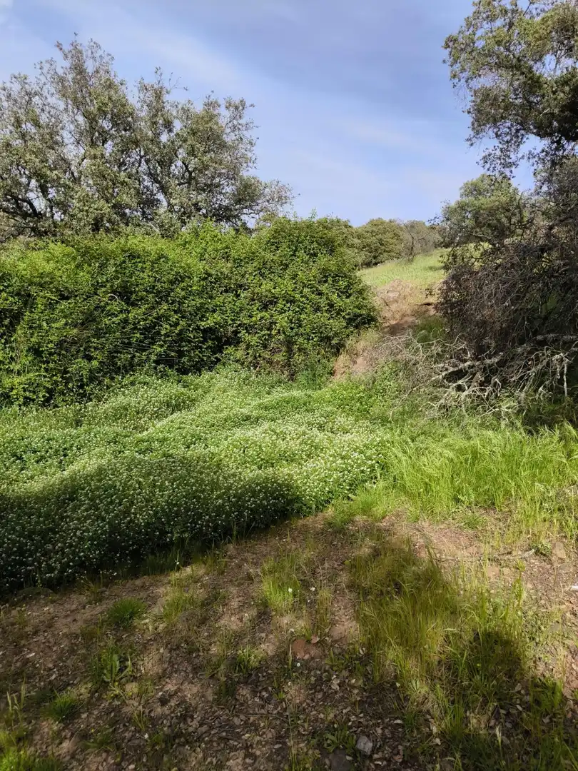 Rural land for sale in Fuente Obejuna, imagen 28