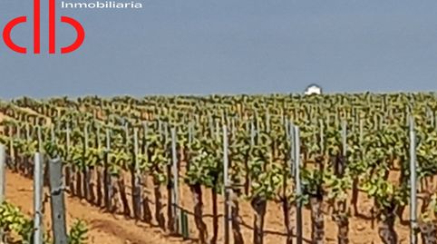 VIÑA EN ESPALDERA  DE RIEGO EN PEDRO MUÑOZ, immagine 3