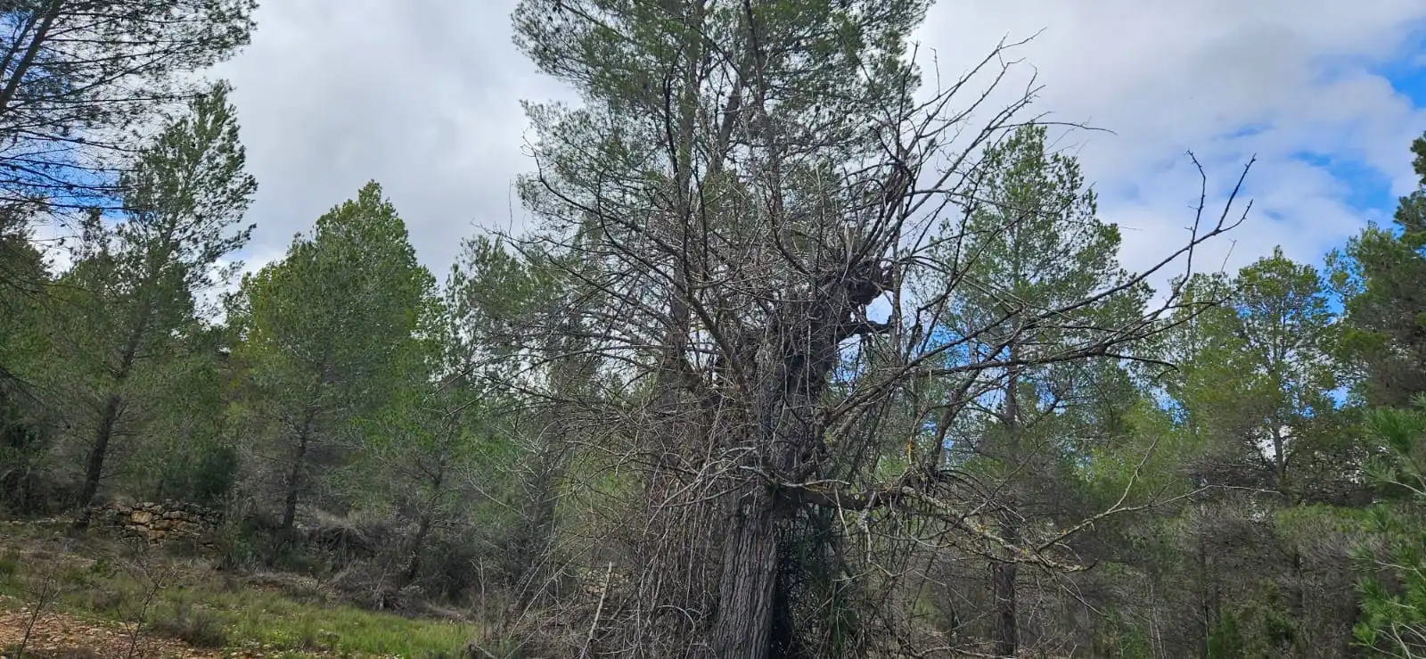 Terreno en venta en Las Parras de Castellote