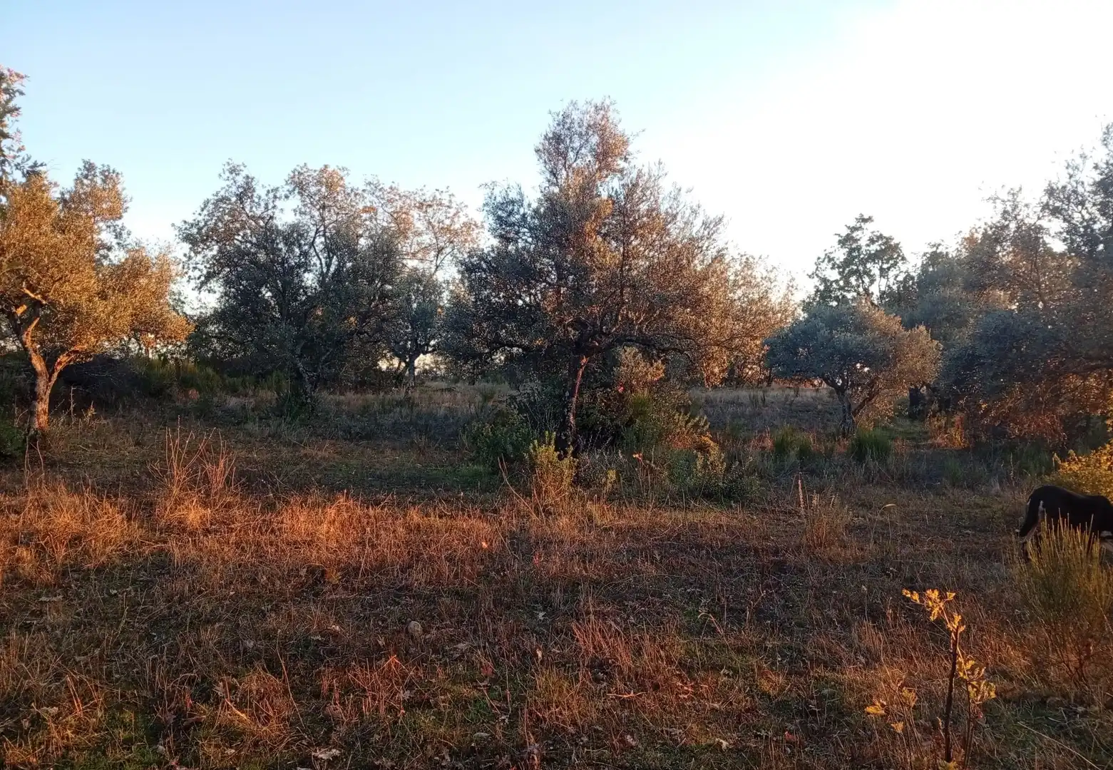 Terreni e lotti in vendita a Viandar de la Vera, imagen 10